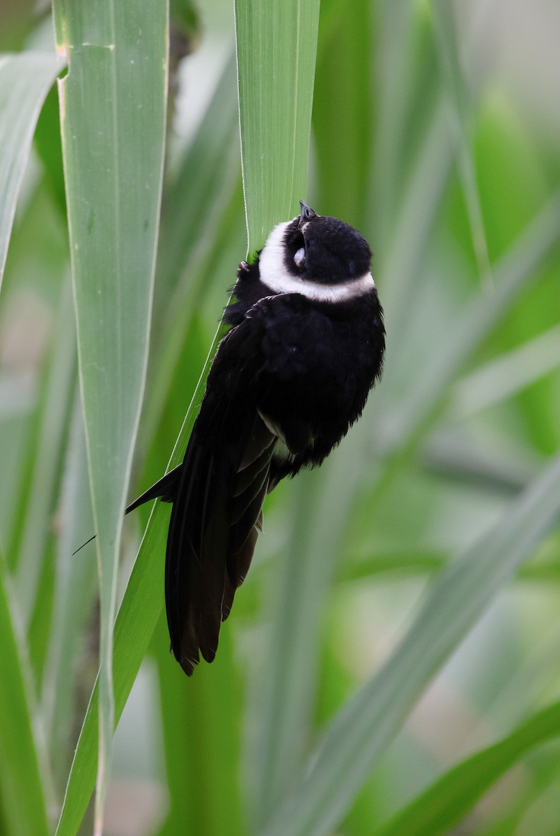 Lesser Swallow-tailed Swift - ML618925618