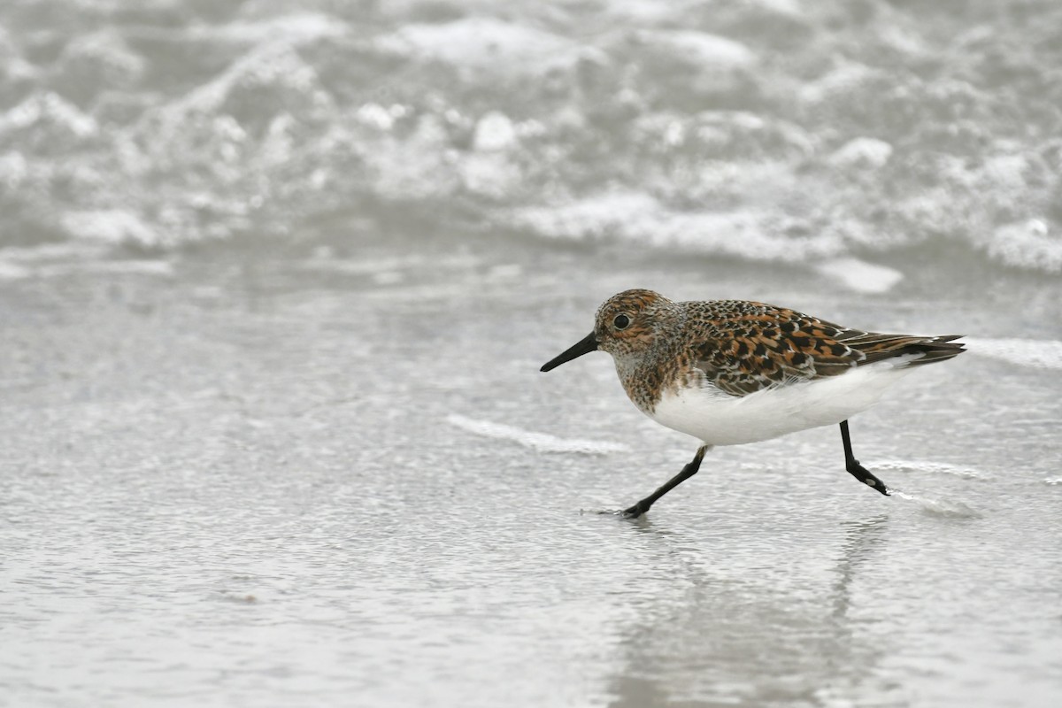 Sanderling - Victor Botnaru