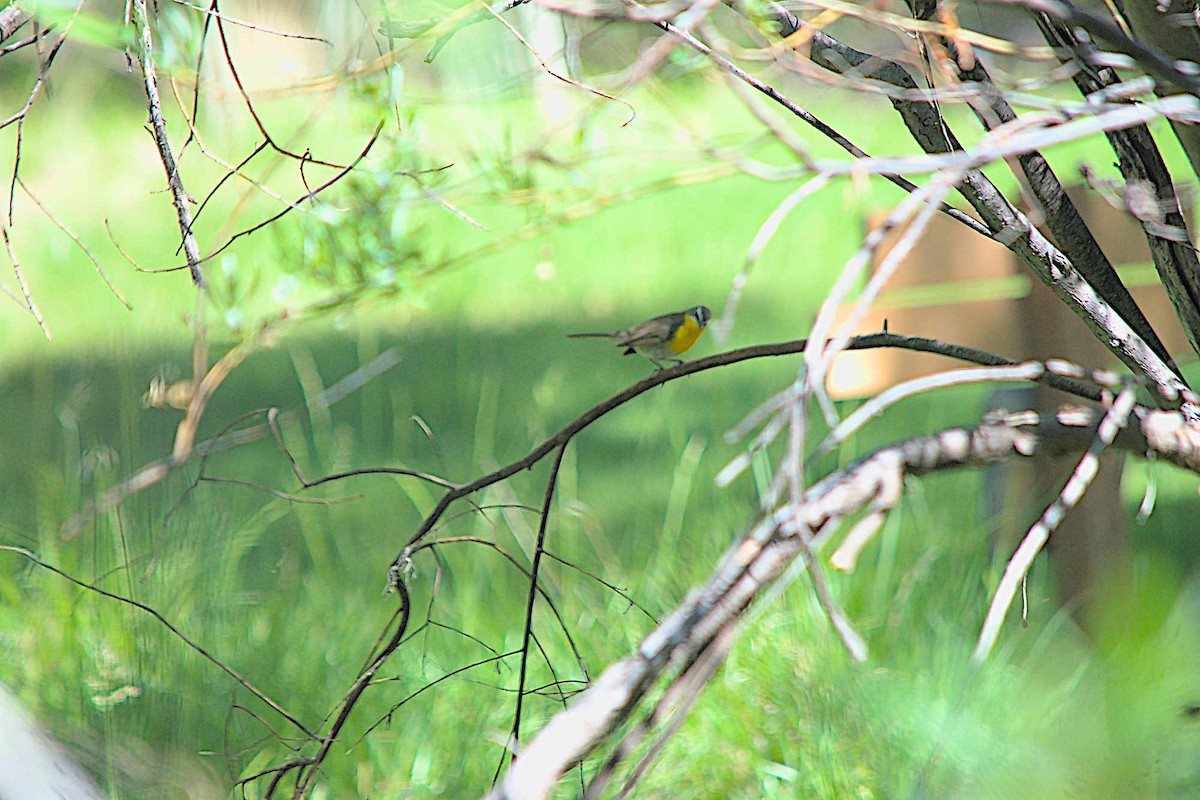 Yellow-breasted Chat - Steve and Sue Whitmer