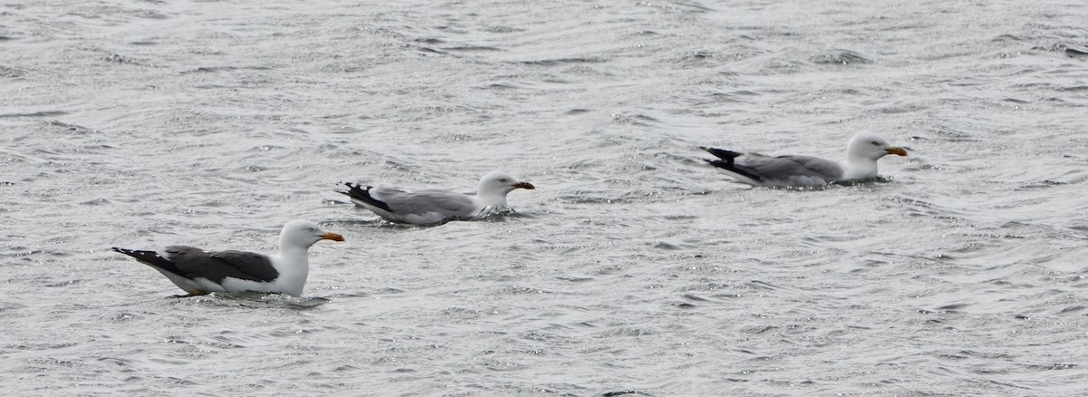 Herring Gull - ML618925661