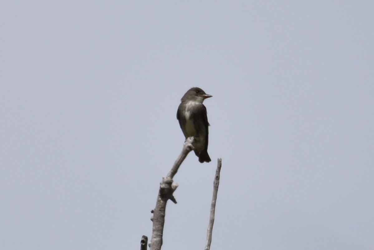 Olive-sided Flycatcher - Finn Harty