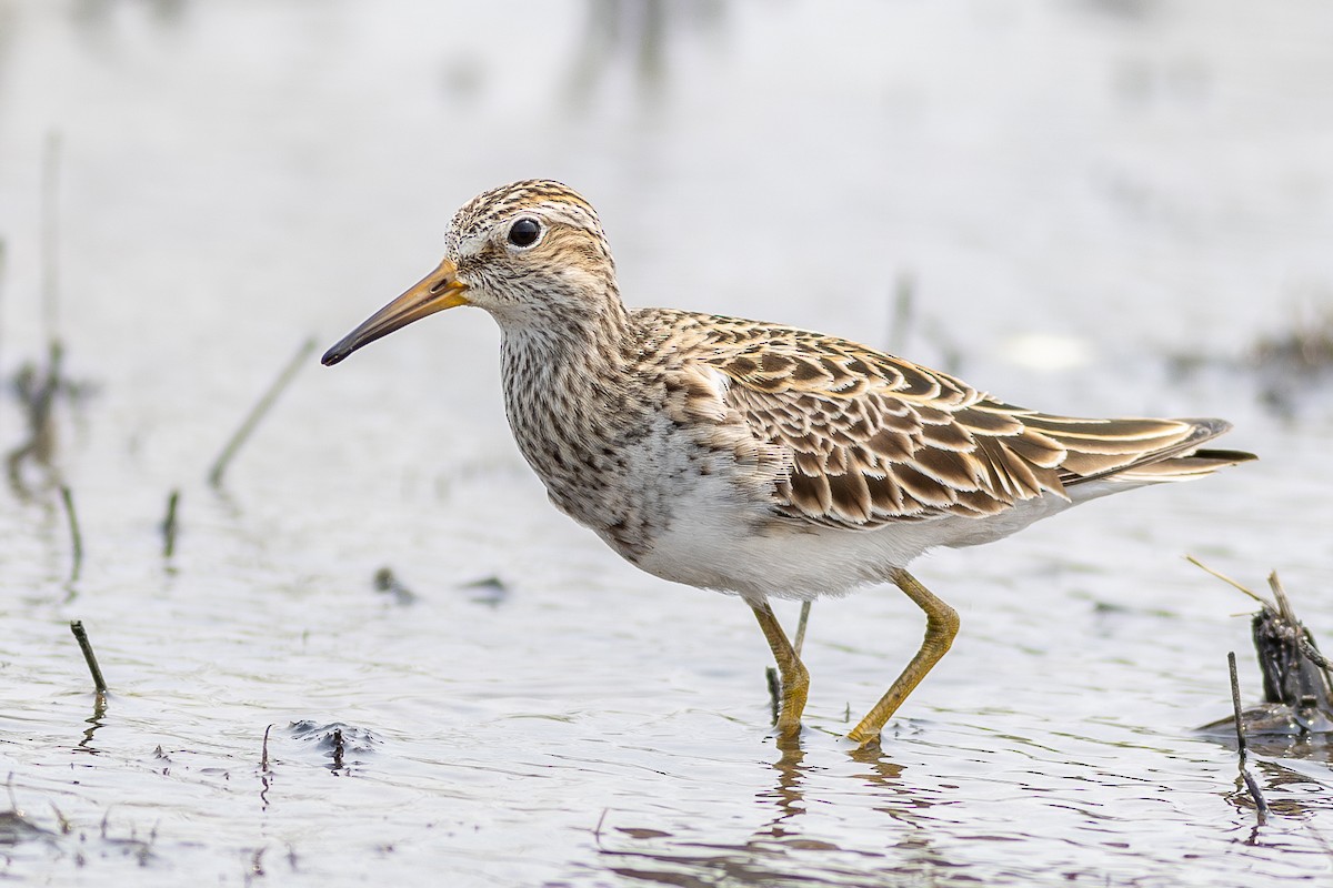 Pectoral Sandpiper - ML618925676