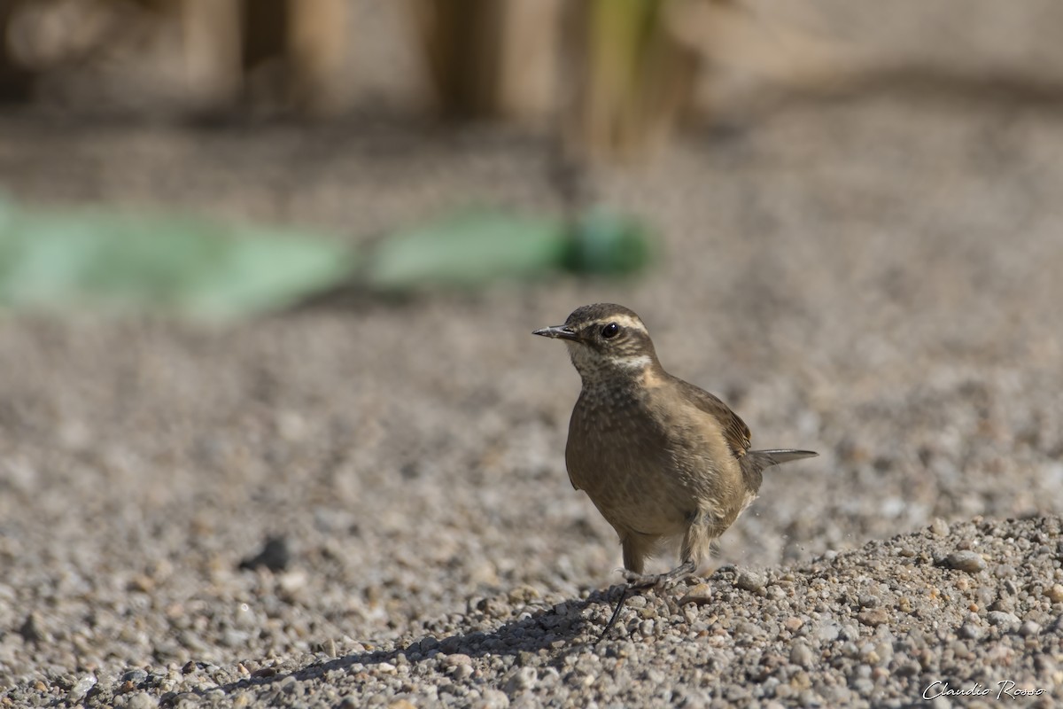 Buff-winged Cinclodes - Claudio Rosso