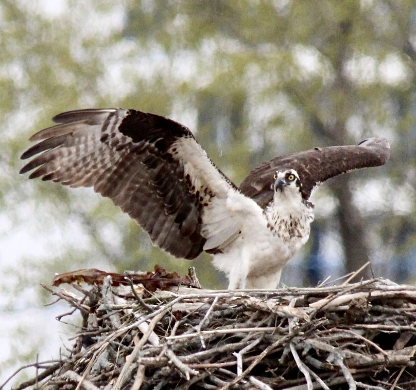 Osprey (carolinensis) - ML618925699