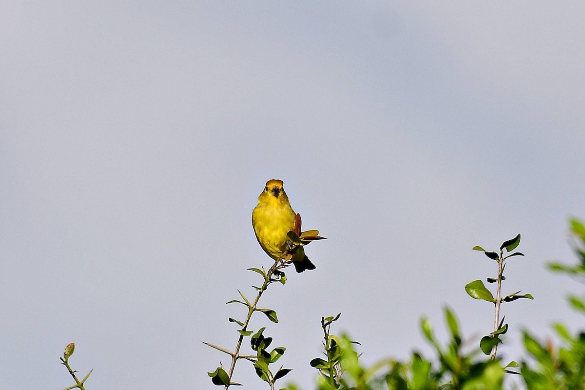 Saffron Finch - Marcelo Cuadrado