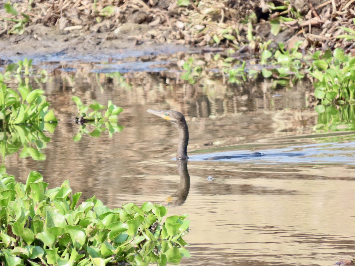 Neotropic Cormorant - Roy Howard