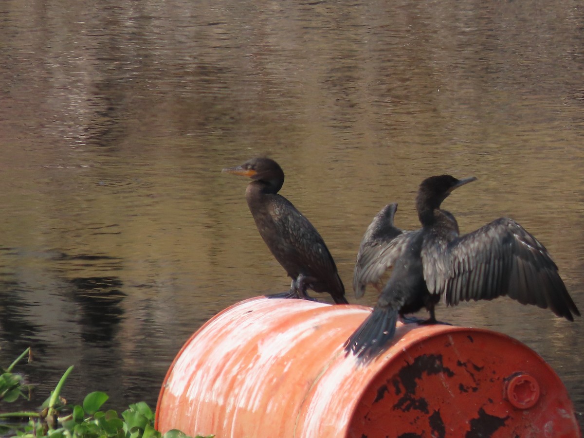 Neotropic Cormorant - Roy Howard