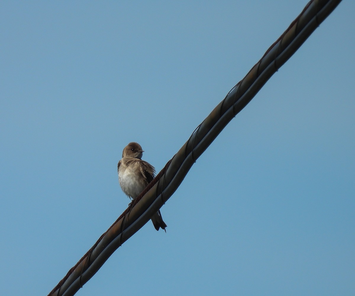 Northern Rough-winged Swallow - ML618925716