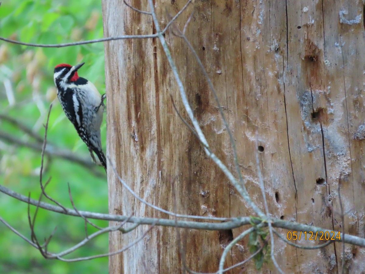 Yellow-bellied Sapsucker - Deborah Lauper