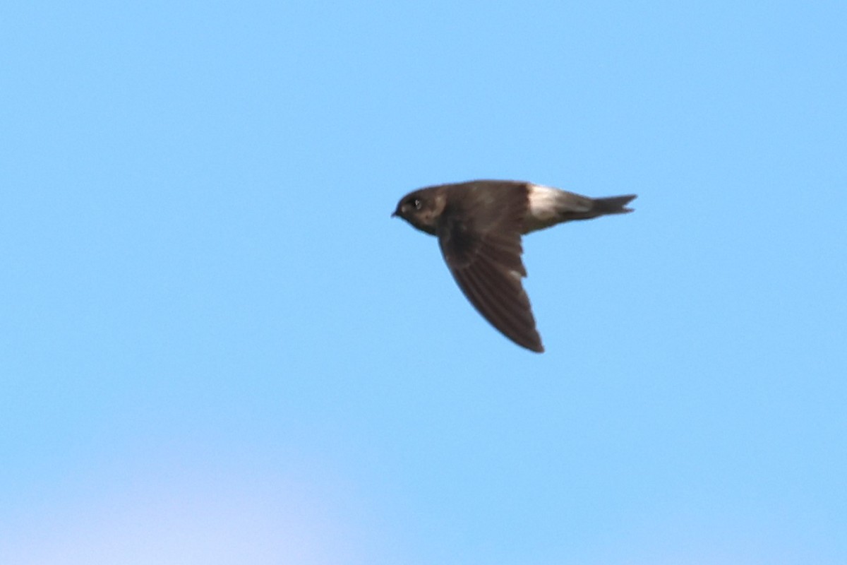 White-rumped Swiftlet - Peter Christiaen