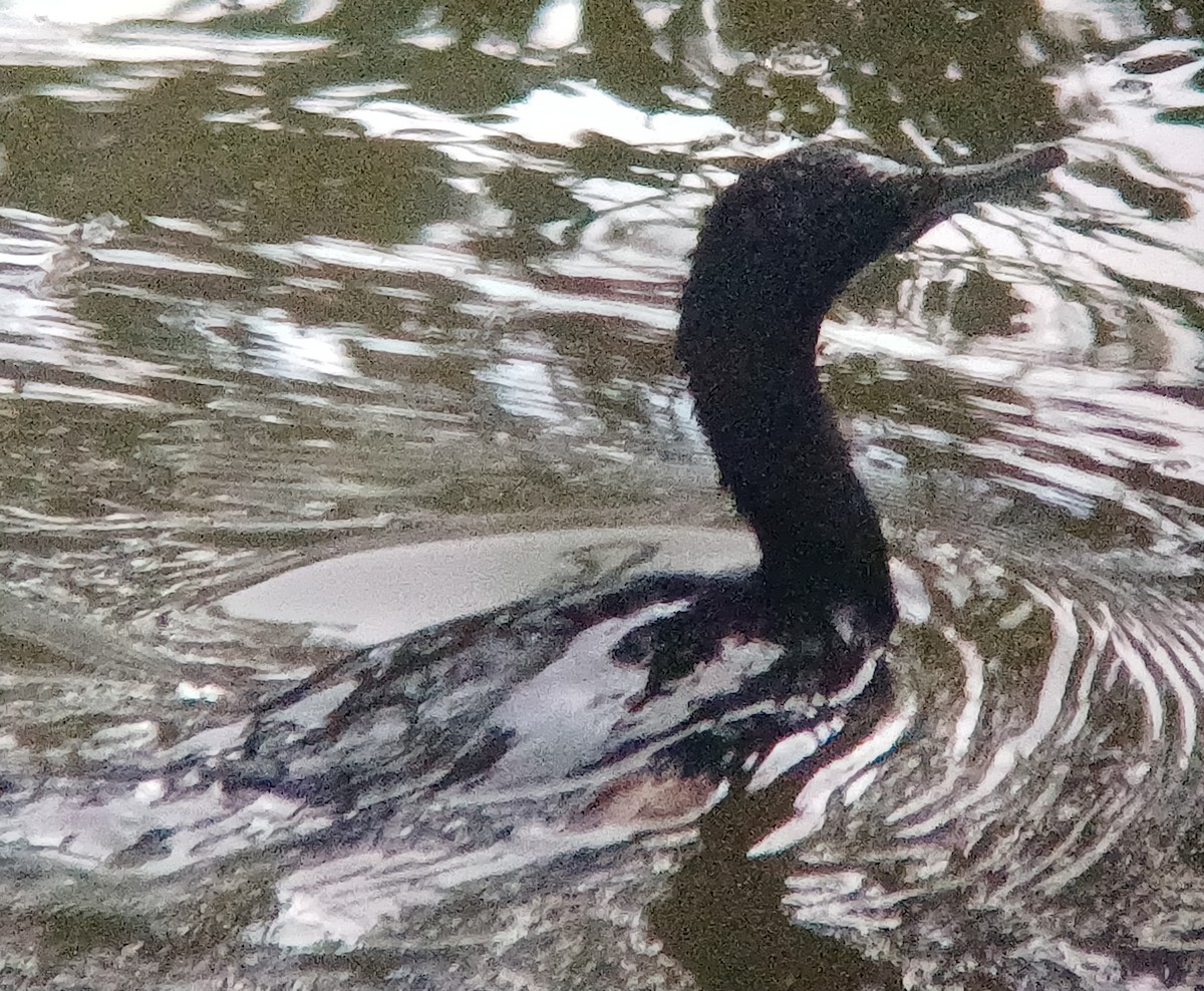 Little Black Cormorant - Sooraj  Sekhar