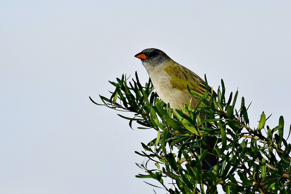 Great Pampa-Finch - Marcelo Cuadrado