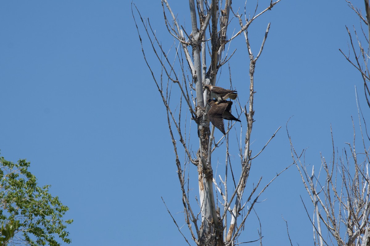 Swainson's Hawk - Deanna McLaughlin