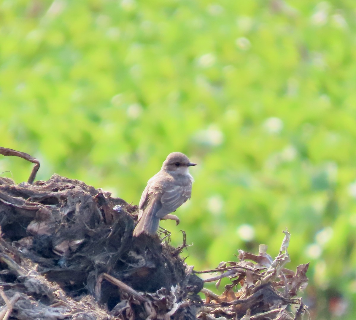 Ash-throated Flycatcher - Roy Howard