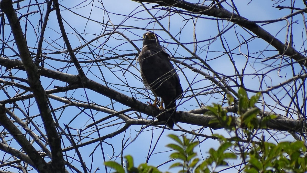 Great Black Hawk - Primitivo Figueroa