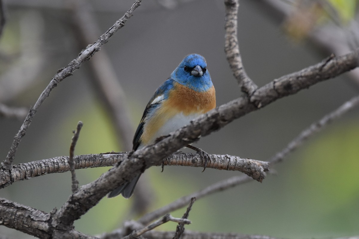 Lazuli Bunting - Finn Harty