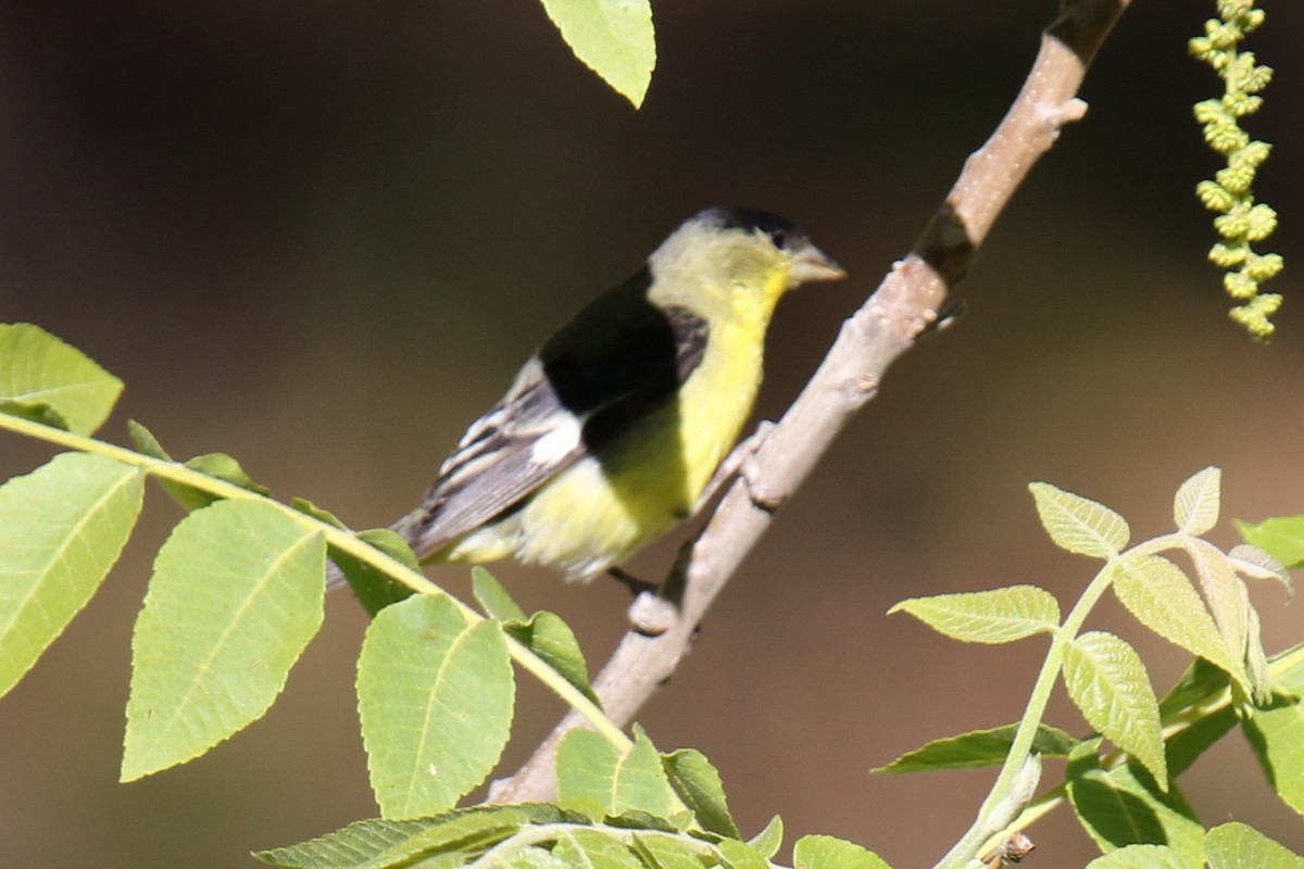 Lesser Goldfinch - ML618925774