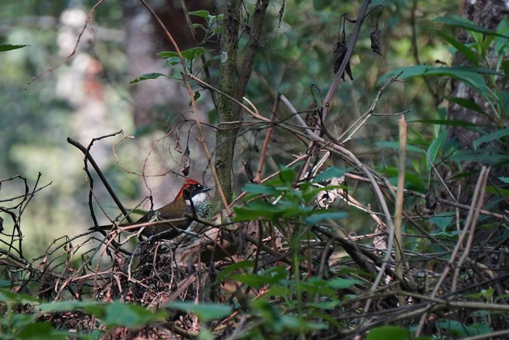 Chestnut-capped Brushfinch - Edgardo Orozco Díaz