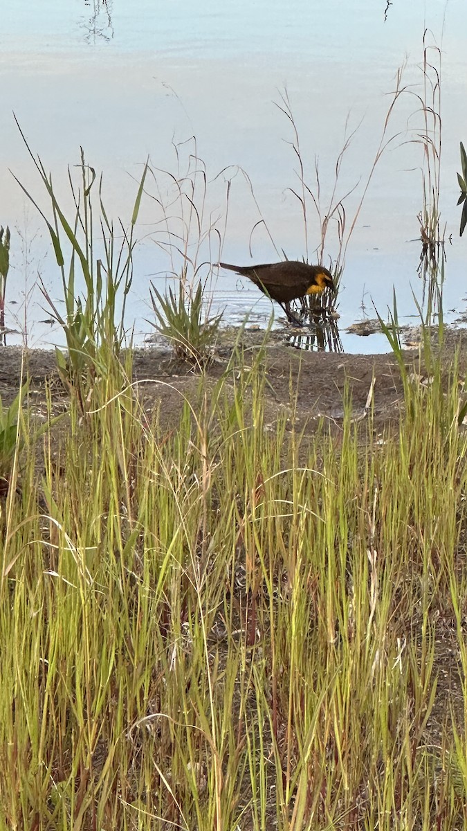 Yellow-headed Blackbird - ML618925814