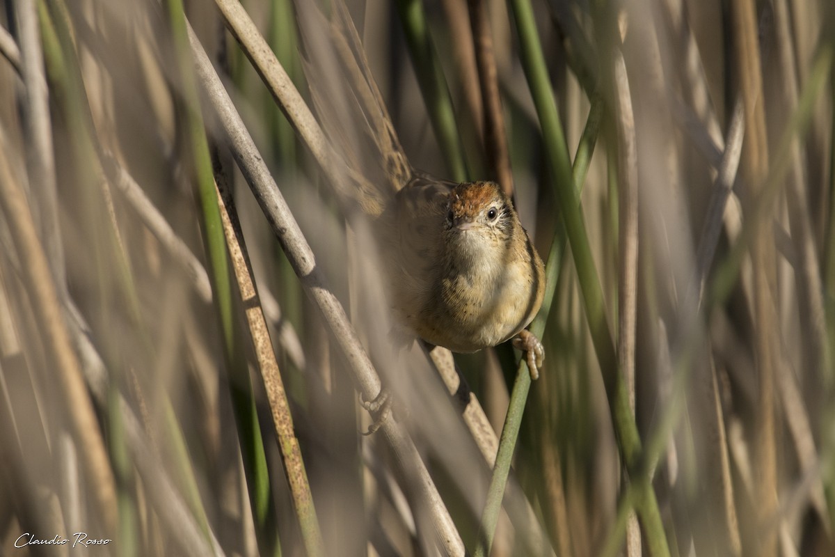 Bay-capped Wren-Spinetail - Claudio Rosso