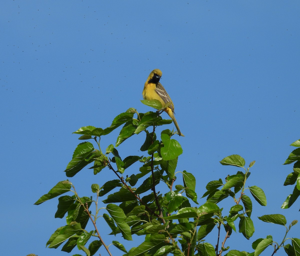 Orchard Oriole - ML618925824