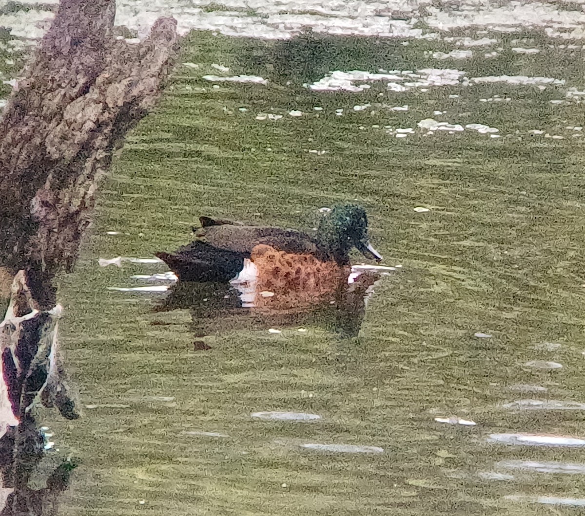 Chestnut Teal - Sooraj  Sekhar