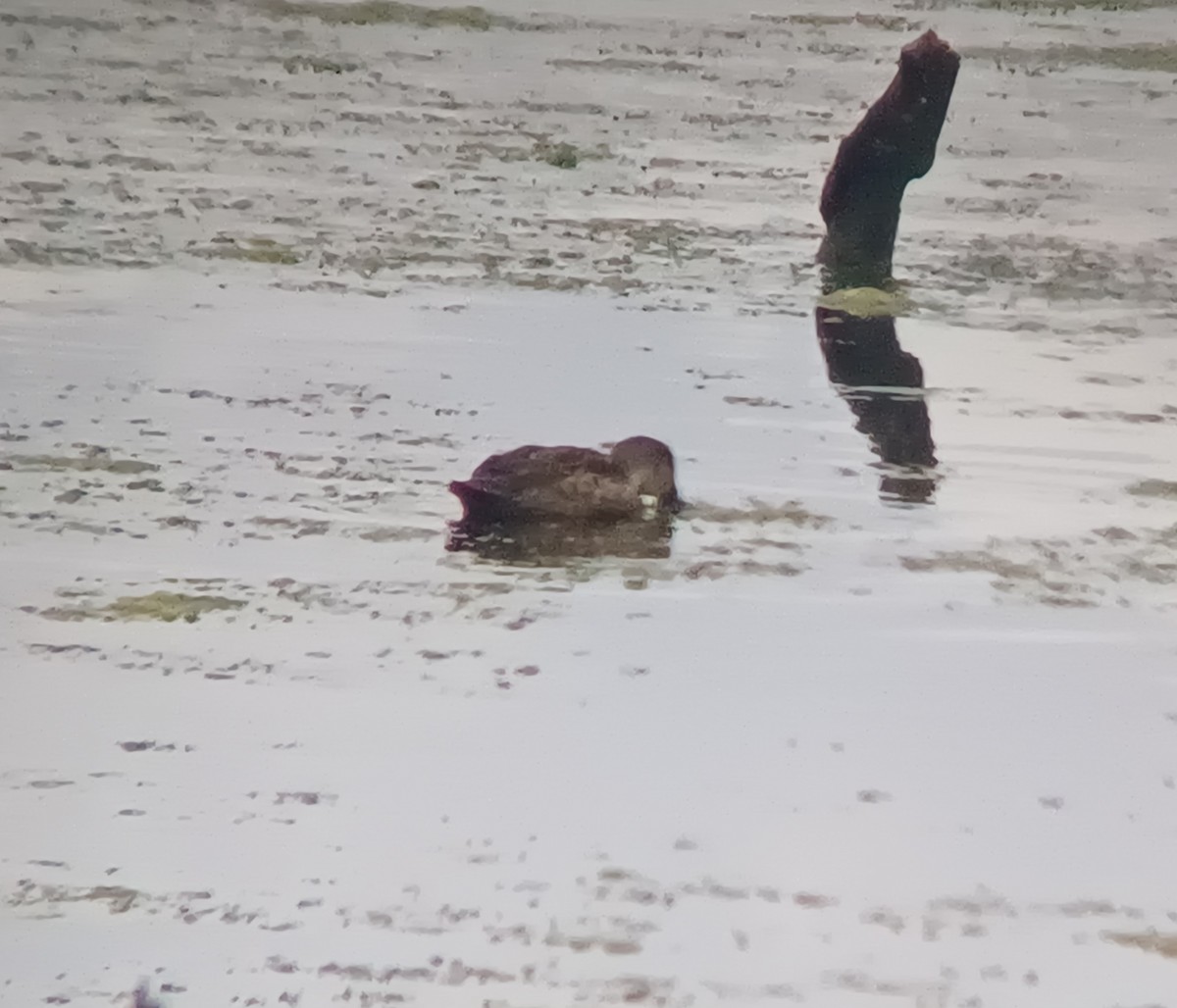 Chestnut Teal - Sooraj  Sekhar