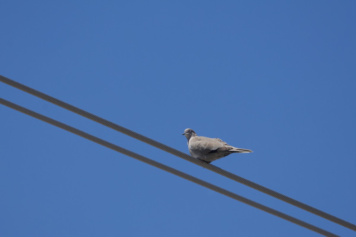 Eurasian Collared-Dove - ML618925838