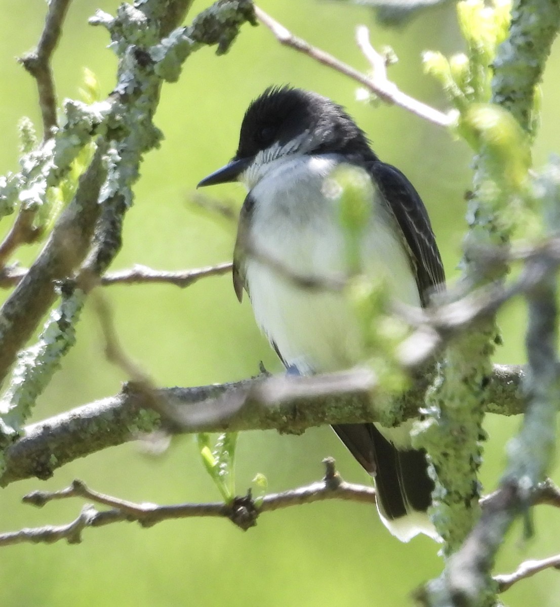 Eastern Kingbird - Stella Miller