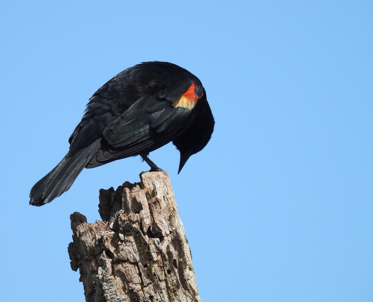 Red-winged Blackbird - ML618925863
