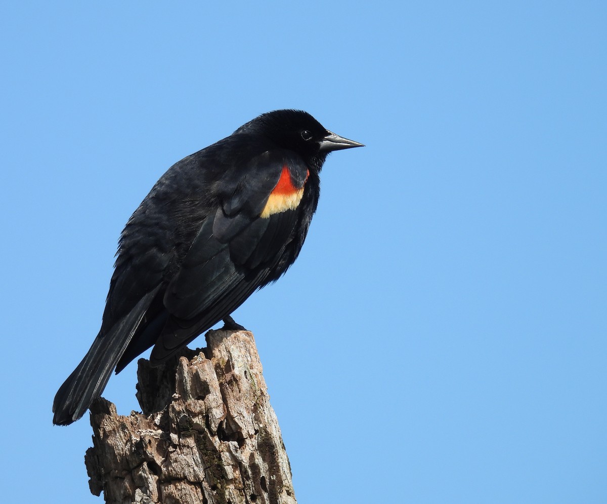 Red-winged Blackbird - ML618925864