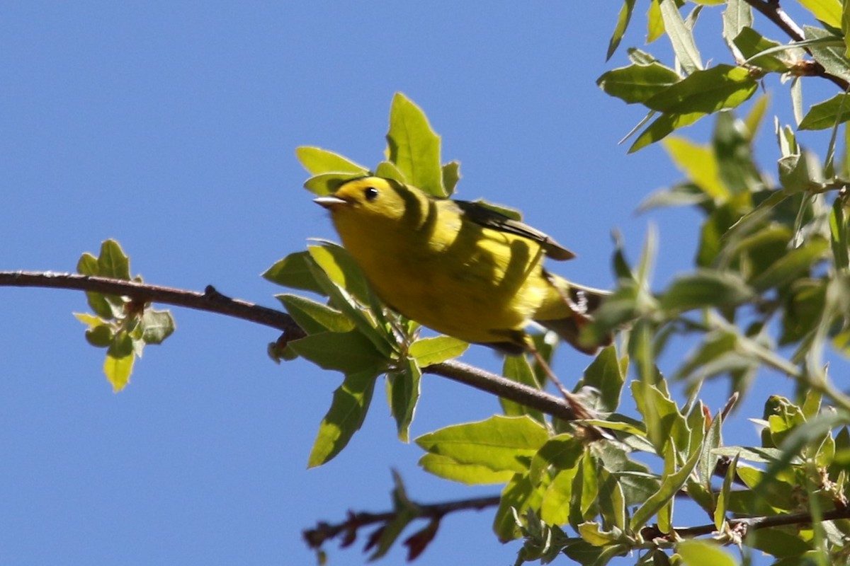 Wilson's Warbler - Louis Hoeniger