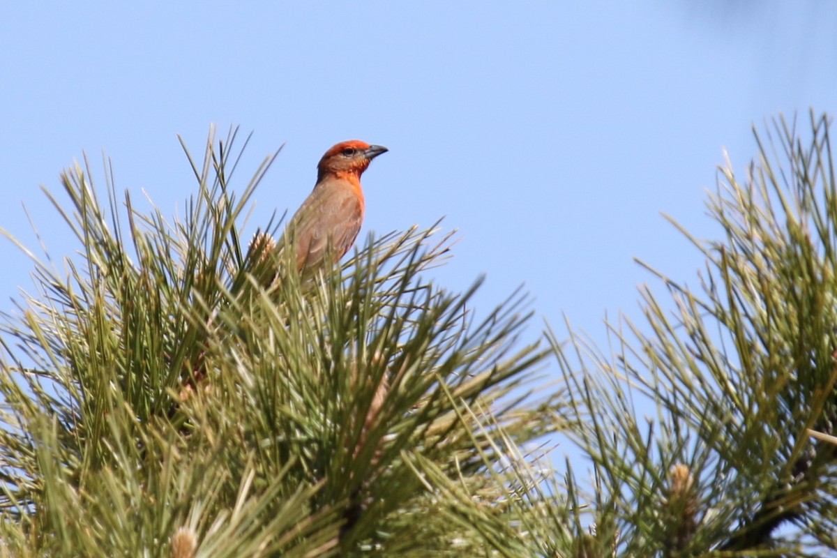 Hepatic Tanager - Louis Hoeniger