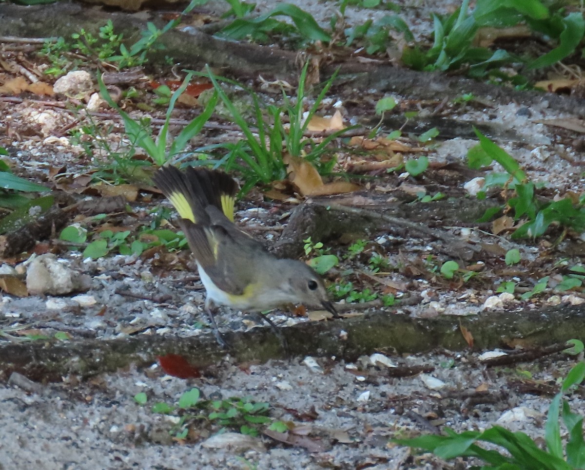 American Redstart - Laurie Witkin