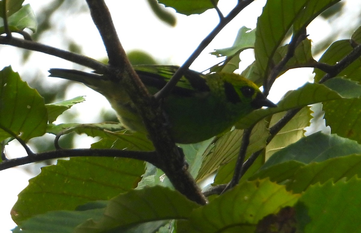 Emerald Tanager - ML618925896