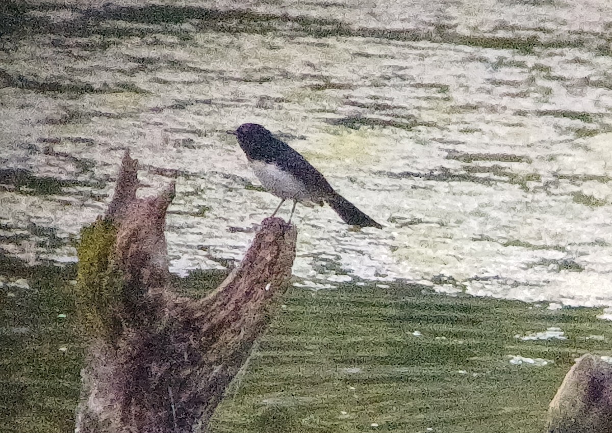 Willie-wagtail - Sooraj  Sekhar