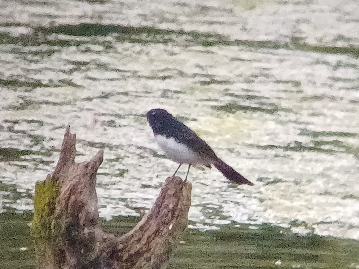 Willie-wagtail - Sooraj  Sekhar