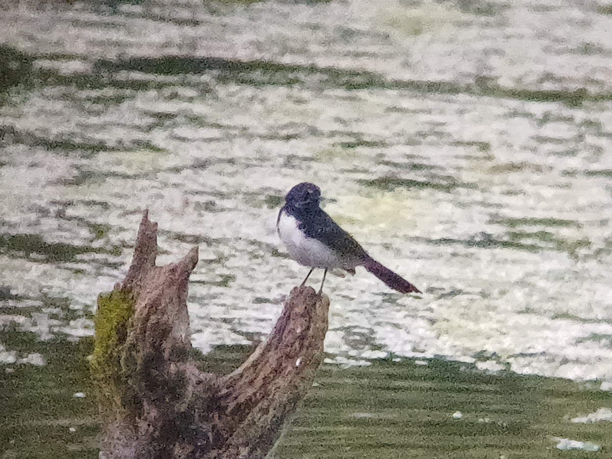 Willie-wagtail - Sooraj  Sekhar