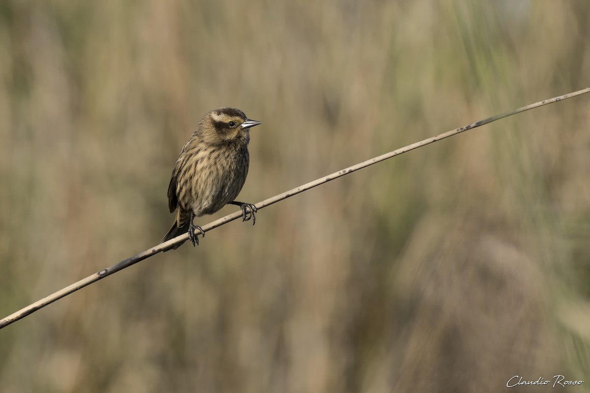 Yellow-winged Blackbird - Claudio Rosso