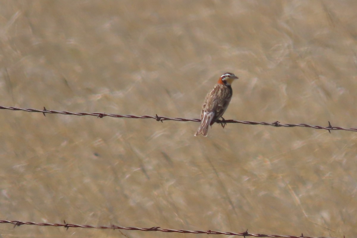 Chestnut-collared Longspur - Mike Lesnik