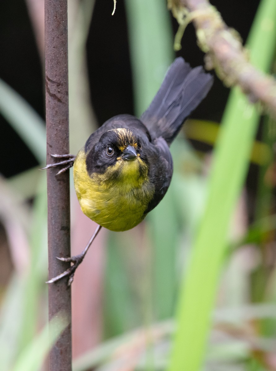 Pale-naped Brushfinch - Juan Felipe León León