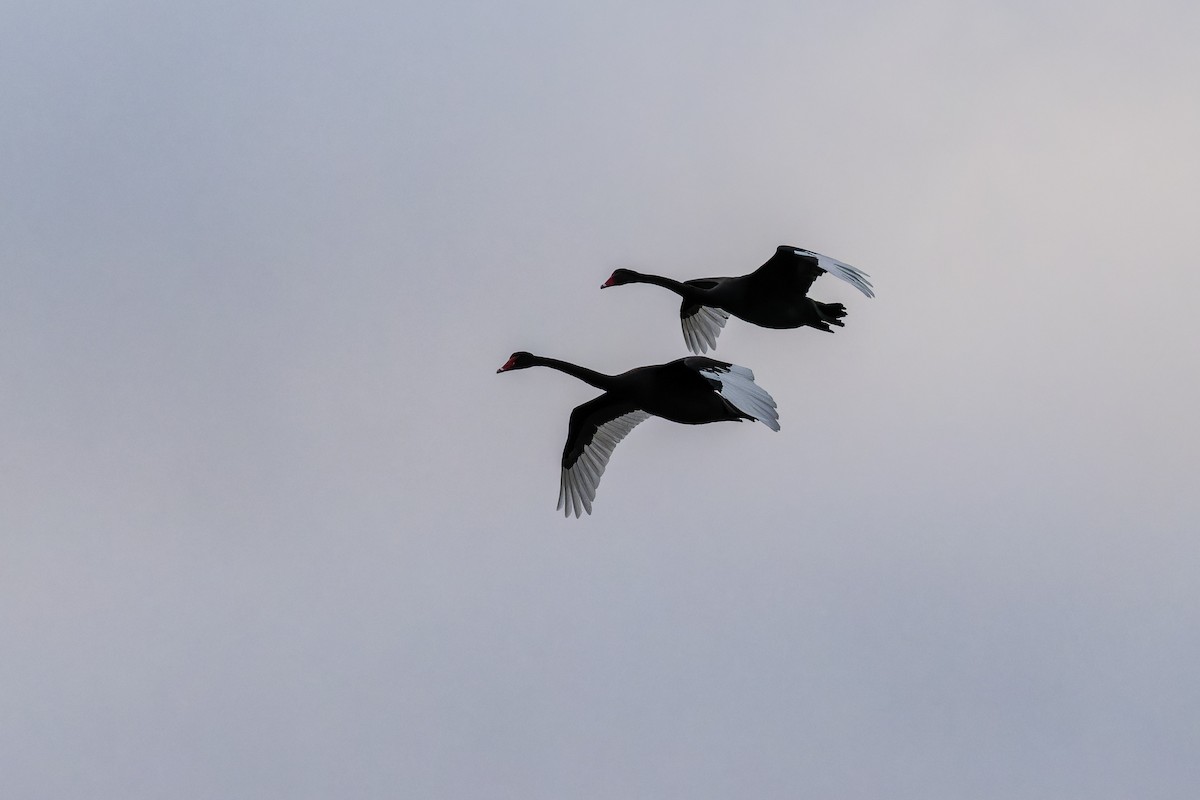 New Zealand Bird Atlas Checklist - 11 May 2024 - Sinclair Wetlands - 21 ...