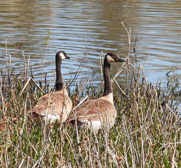 Canada Goose - Cory Shaw