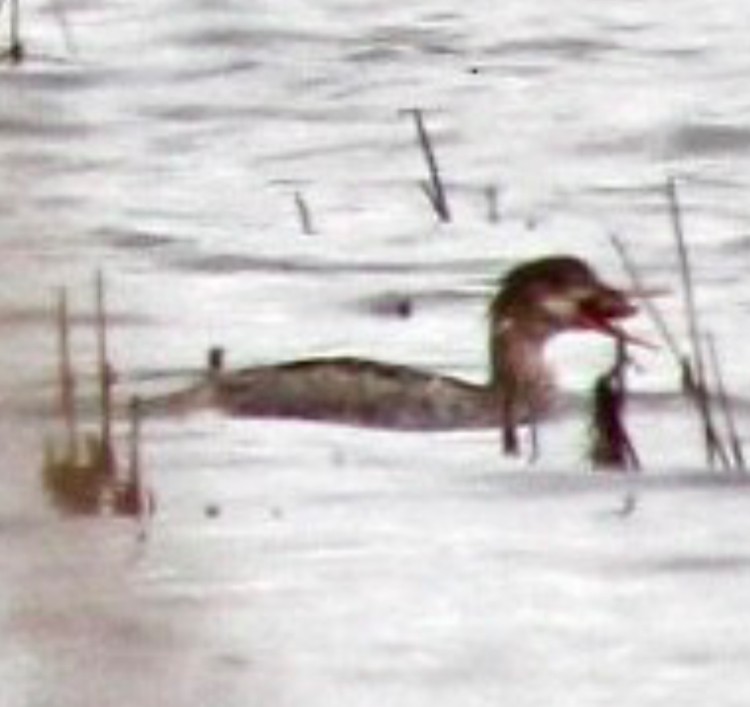 Red-breasted Merganser - Adrien C