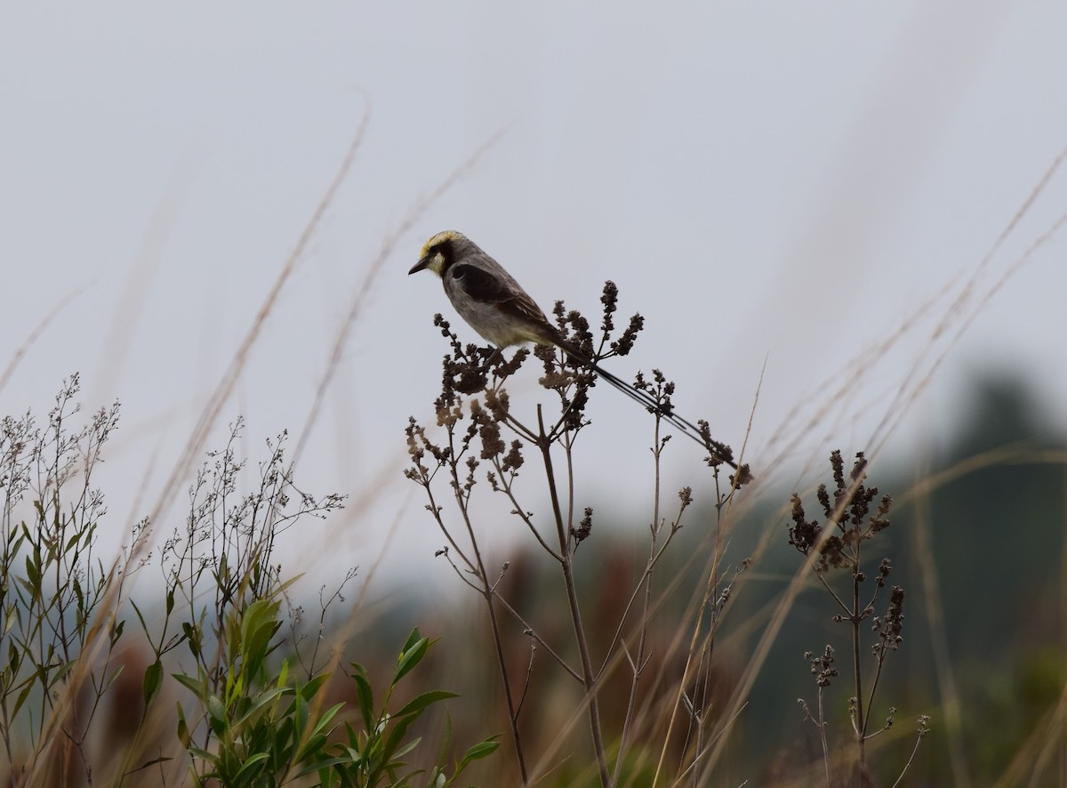 Streamer-tailed Tyrant - Claudia Maria Castells