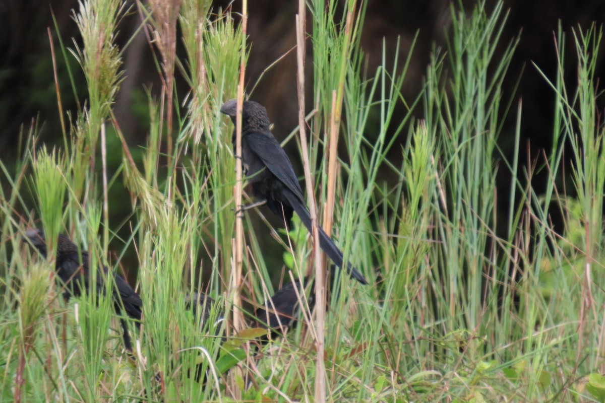 Smooth-billed Ani - Milena Vargas