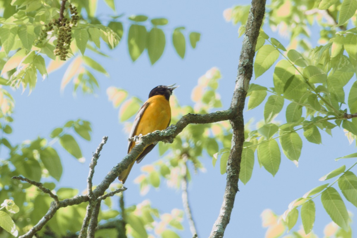 Baltimore Oriole - Scott Harris