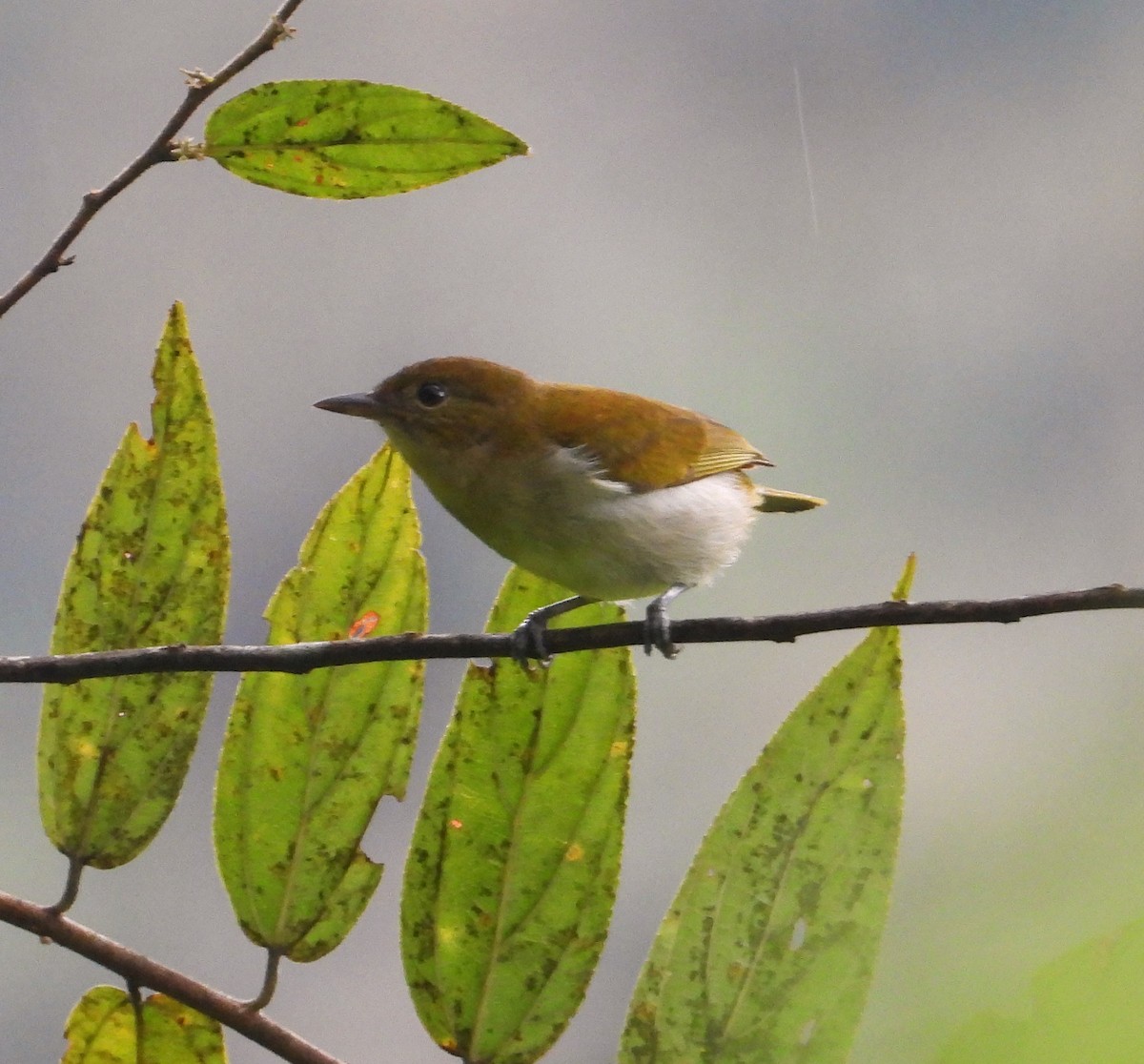 Scarlet-and-white Tanager - ML618926042