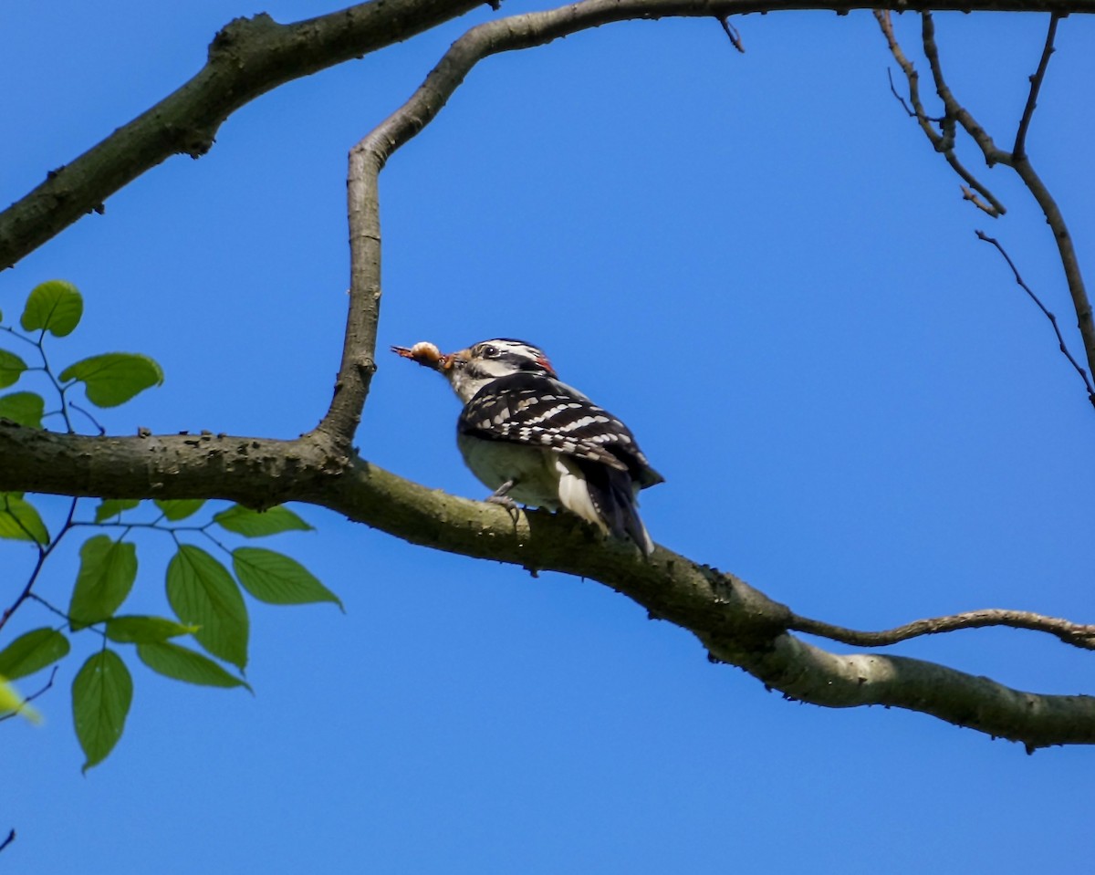 Hairy Woodpecker - Kathy L. Mock