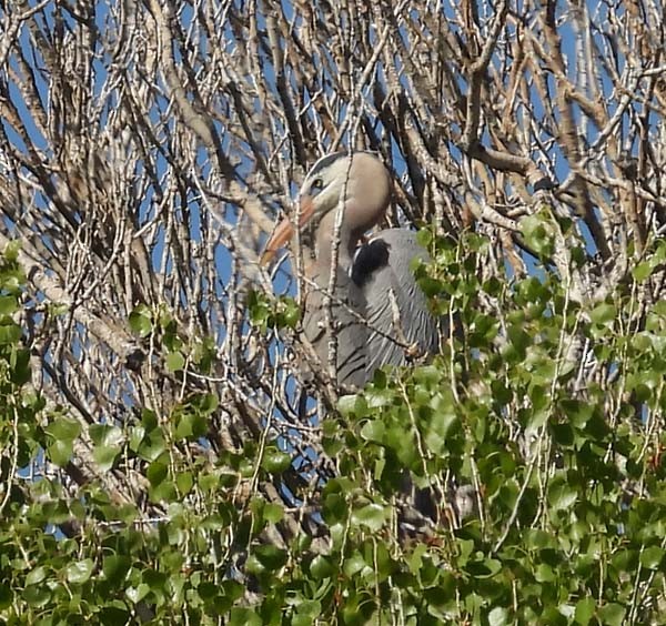 Great Blue Heron - Cory Shaw